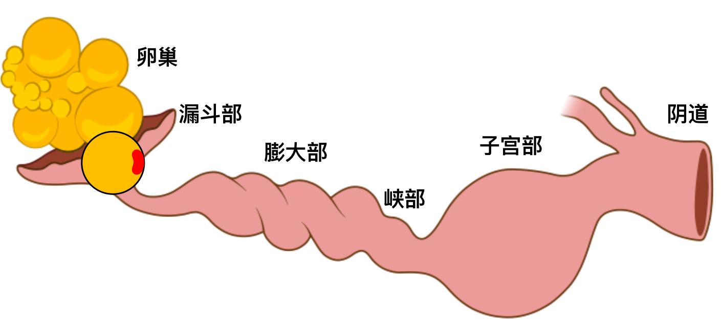 双黄蛋的产生：和激素无关，但也很有趣