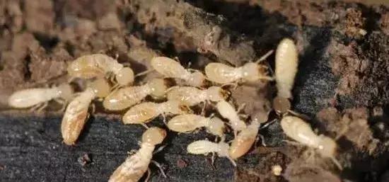 如何区分4类地下害虫的危害特点,田间害虫多该怎样消灭地下害虫