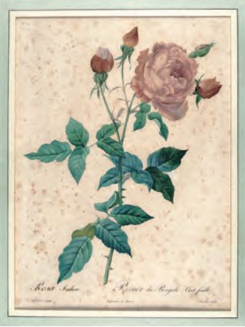 红衣主教来源,红衣主教月季分布区域