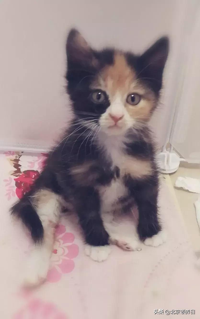 喵星人第二季,喵星人第2季免费观看