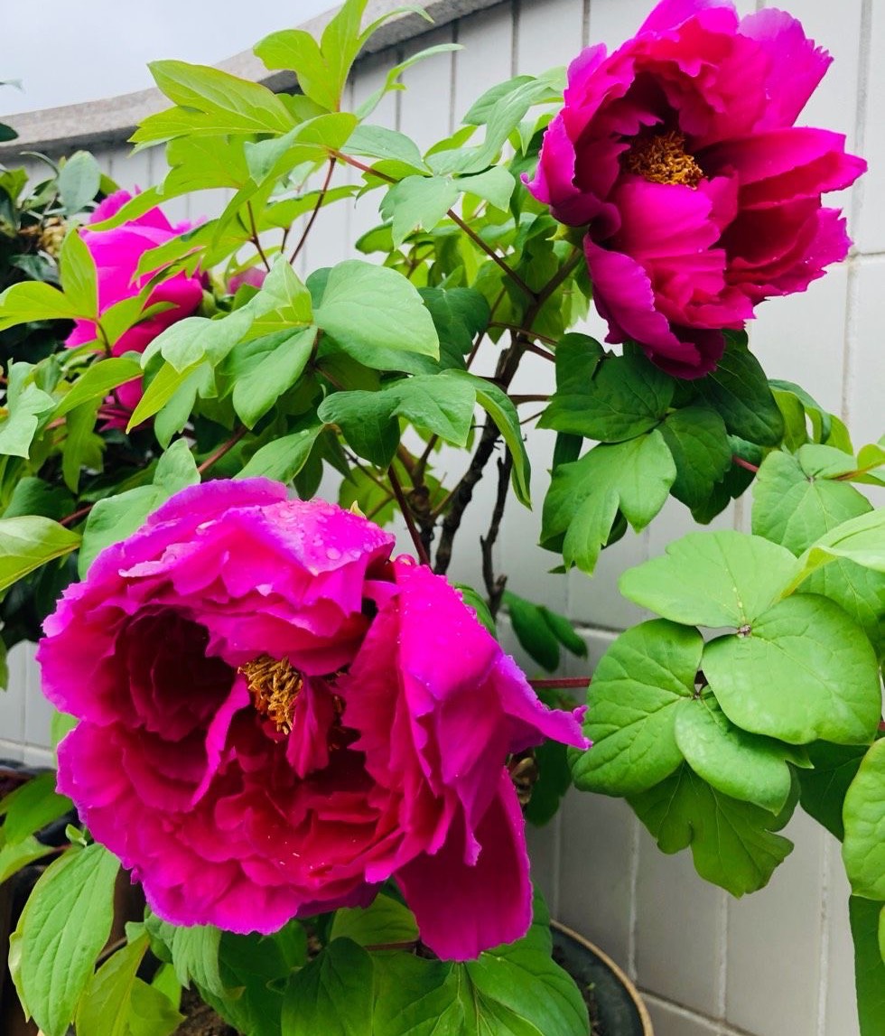 牡丹花怎么栽培开花快,牡丹花怎么栽种才开花