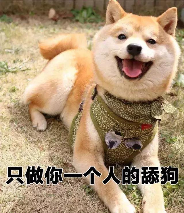 狗子偷偷亲我的第N次,难道不是真爱吗?