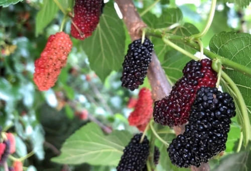 桑树是木中之王吗,桑树是什么之王