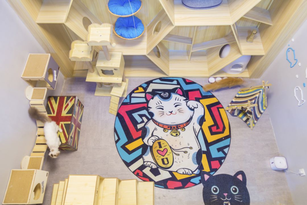 猫舍卖猫这行业为什么这么暴利,猫咪宠物店靠什么盈利