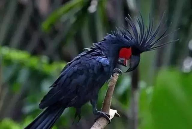 世界十大不寻常宠物,全球最稀有的宠物