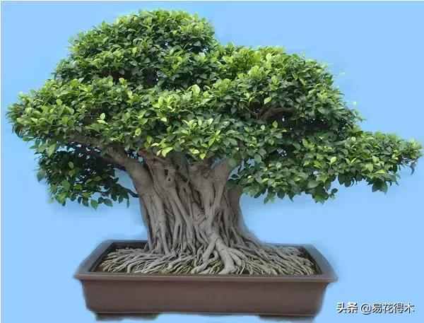 墙角榕树盆景,绝无仅有的榕树盆景