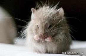 如何制服咬人的仓鼠,如何整治仓鼠咬人的毛病