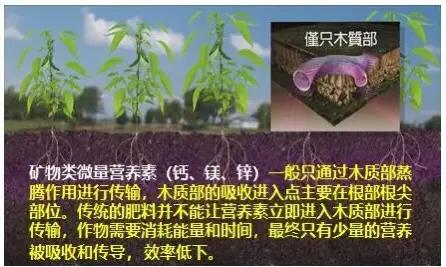 什么糖醇钙肥最好,糖醇钙和钙肥水溶肥有什么区别