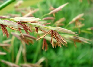 中国人培育千年，种子曾是“六谷”之一，根茎“病变”成高端食材