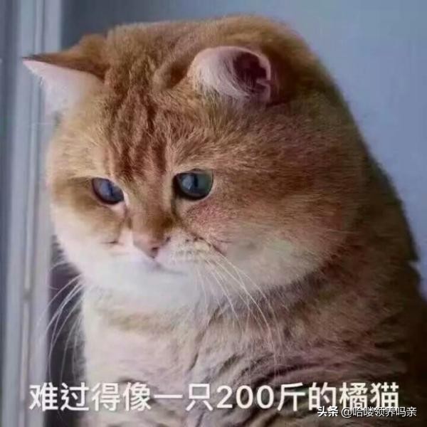 猫咪乳糖不耐受吃什么猫粮,猫咪不爱喝奶该如何解决