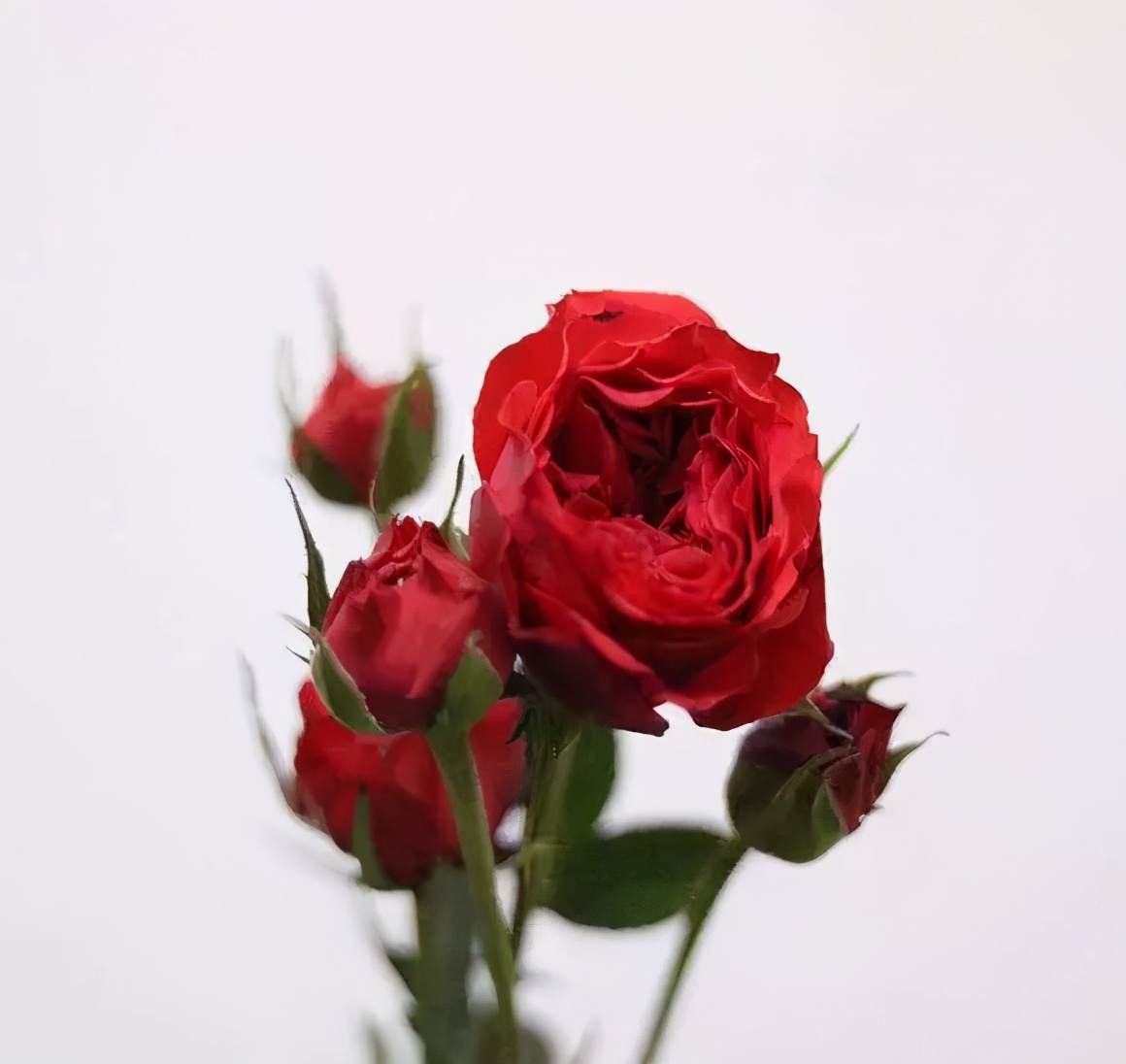 花店必备的5款玫瑰,花店最常用什么品种的玫瑰花