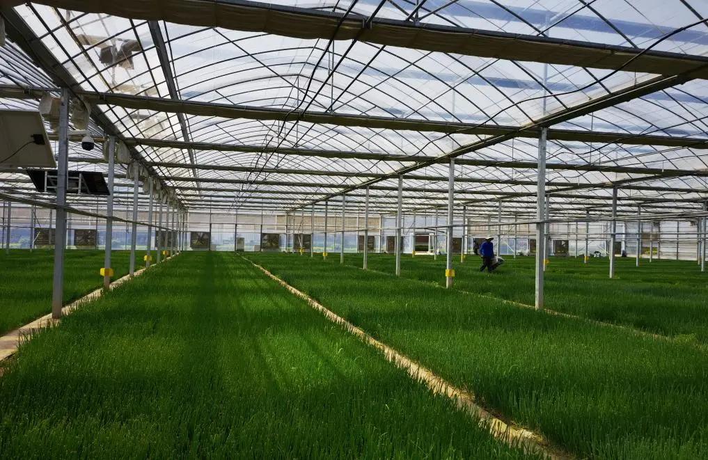 希望的田野播种希望的种子,希望的田野丰收的种子