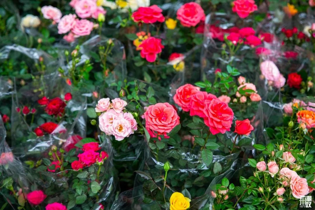 广州最便宜的花卉市场1块钱,广州岭南花卉市场买花攻略