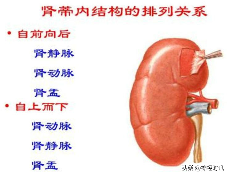 肾脏输尿管膀胱前列腺结构,肾输尿管膀胱解剖示意图
