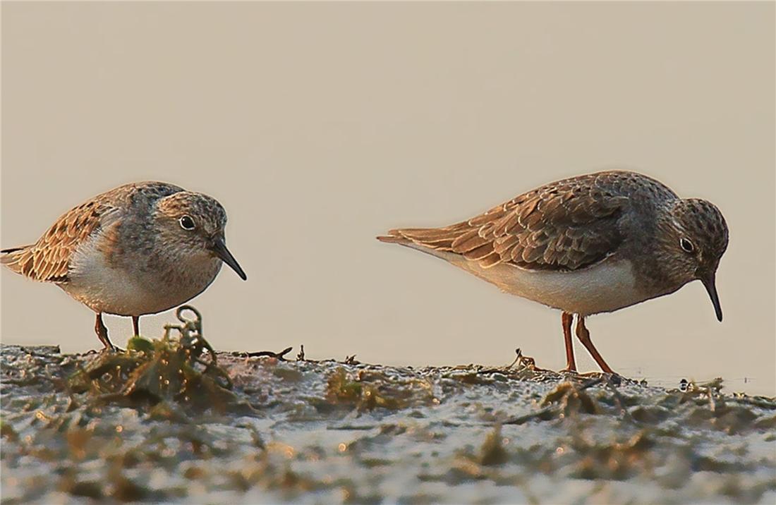 鸟中好爸爸!雌鸟只负责下蛋,孵卵与育幼的任务全留给雄鸟