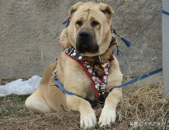 世界十大顶级斗犬排名,最厉害的斗犬排名第一