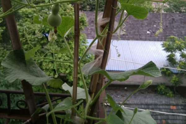 怎么简单在阳台上种葫芦,阳台种葫芦需要多大的盆