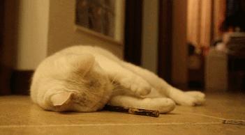 我给猫花的冤枉钱，能在广州买一套房