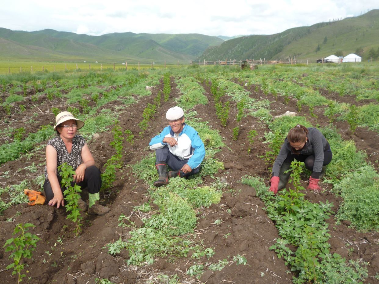 蒙古国卡车到中国排队拉货,蒙古国倒爷