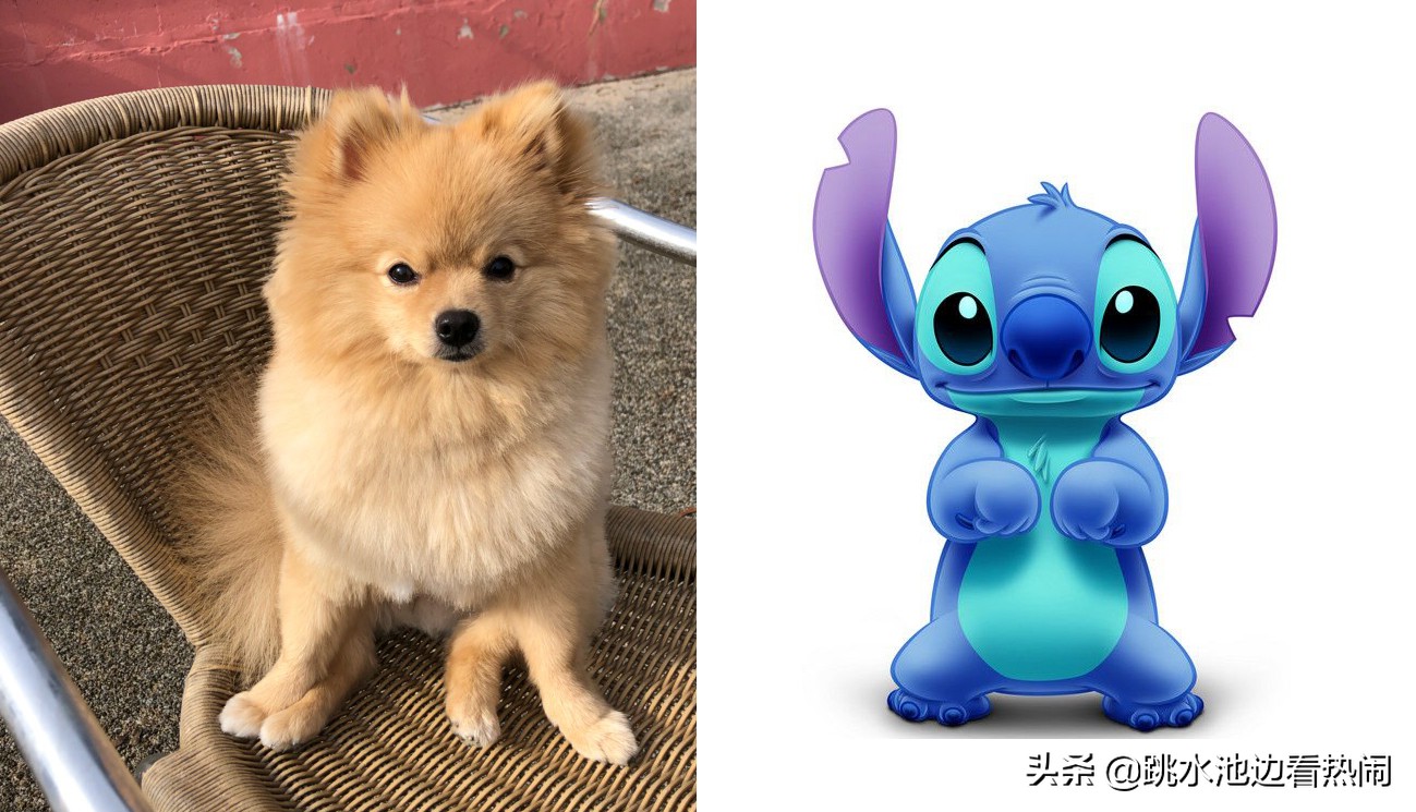 德国跳水老将,德国老将跳水