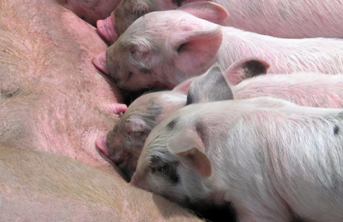 母猪产后无奶最好方法,母猪产后四五天奶水少怎么办