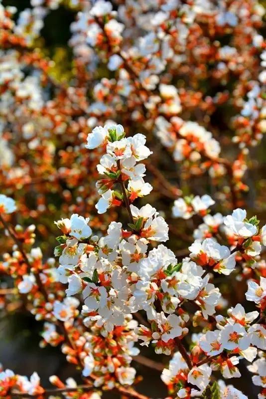 山师附中,山师附中历下区