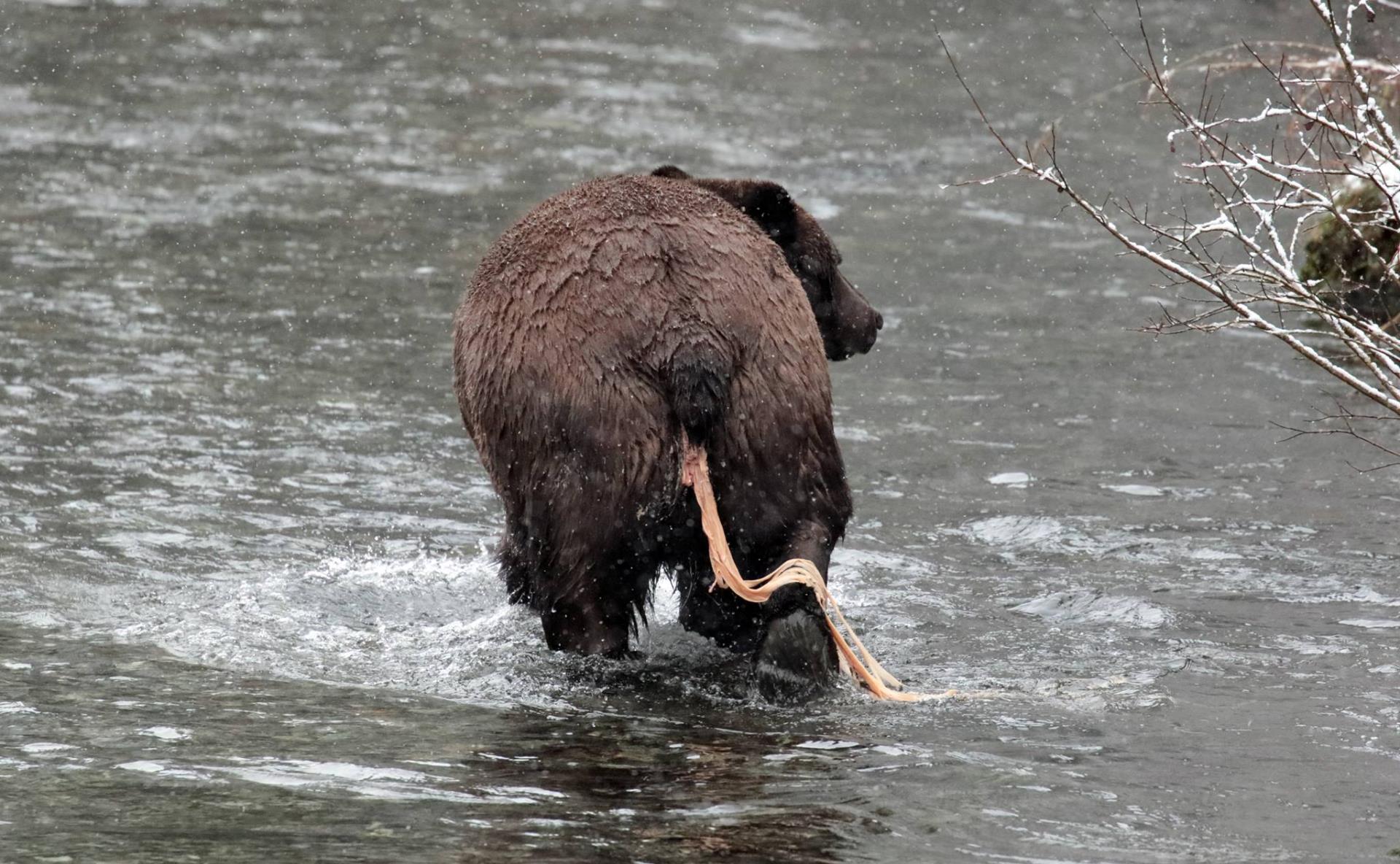 绦虫是怎么繁殖的,绦虫为什么会寄生在人类身上