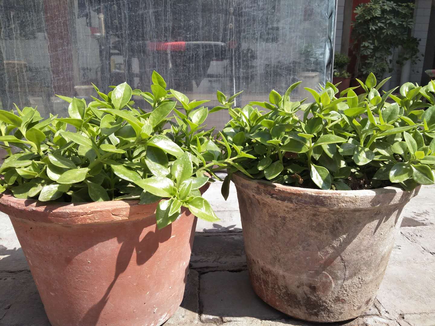 牡丹吊兰有什么讲究和禁忌,牡丹吊兰吃了对身体有什么好处