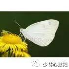 中药图片大全名称,中药图片大全带药名高清