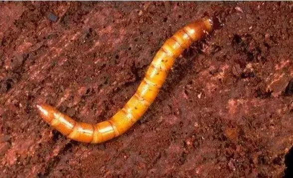 农药杀虫剂种类与作用有哪些,农药杀虫剂别乱选