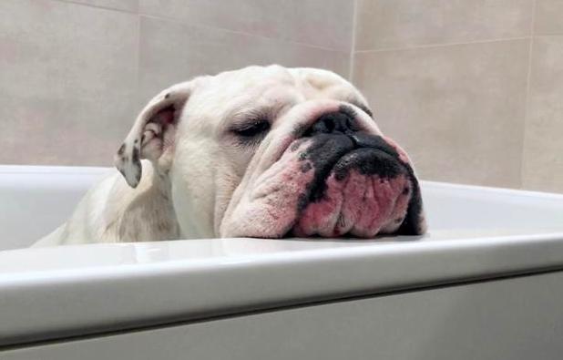 为什么很多人养外国犬种,英国斗牛犬为什么禁养