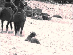 表情包大*杀屠**法案通过，以后还能鸡你太美吗？