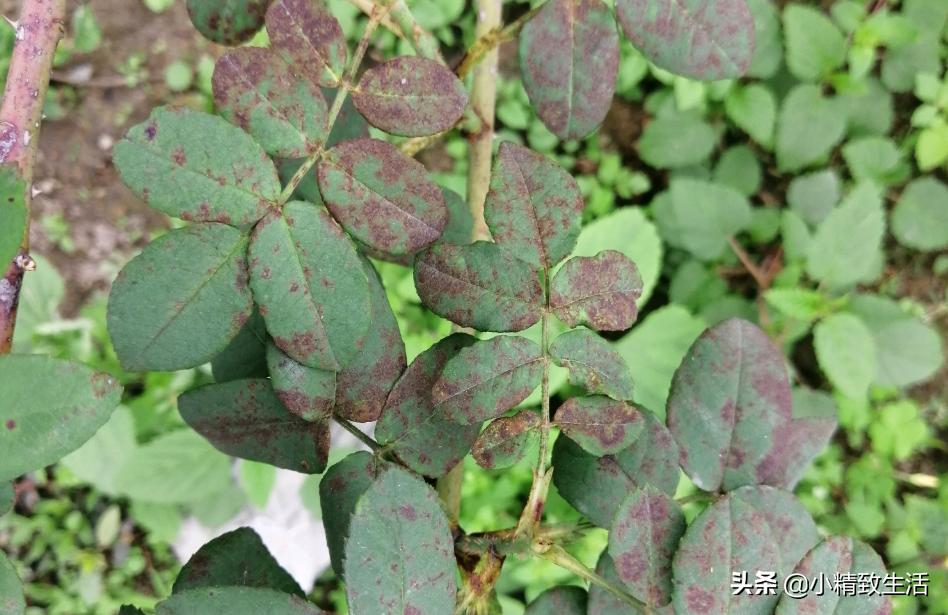 月季花是“药罐子”，常见10种病虫害，预防第一，救治第二