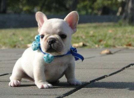 法国斗牛犬5大饮食禁忌不容忽视,怎么训练法国斗牛犬不在家大小便