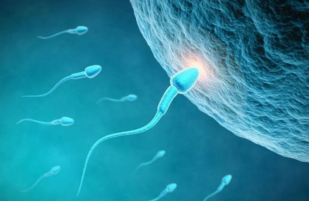 男性身体里那些“装死”的精子