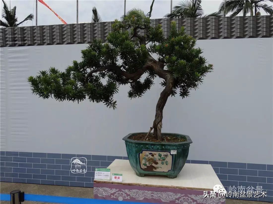 罗汉松盆景开运招财，非其莫属！清风雅韵，当之无愧！