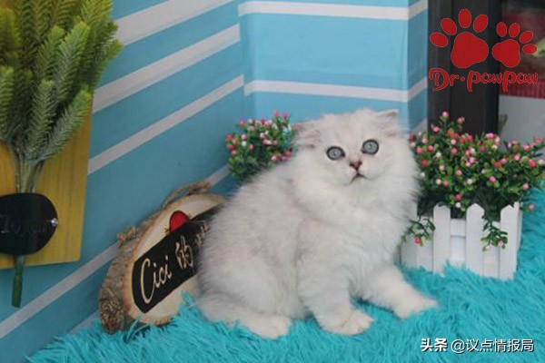 爪爪博士宠物怎么样,爪爪博士副作用