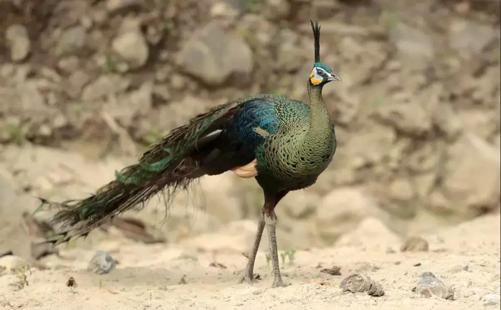 建水电站下游会断流吗 (建水电站对河水有影响吗)