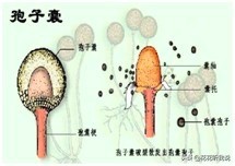 真菌结构图手绘简单清晰,真菌结构和功能的基本单位是什么