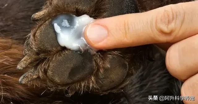 狗狗趾间炎怎么治疗最快最有效,狗狗趾间炎化脓流血怎么处理