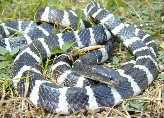 贵州被毒蛇咬了去哪个医院,野外银环蛇咬伤事件