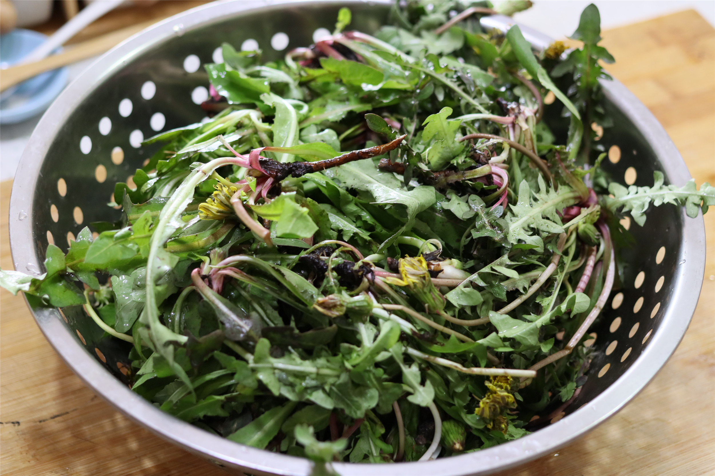 蒲公英茶的正确炒制方法,蒲公英杀青直接晒干的效果一样吗