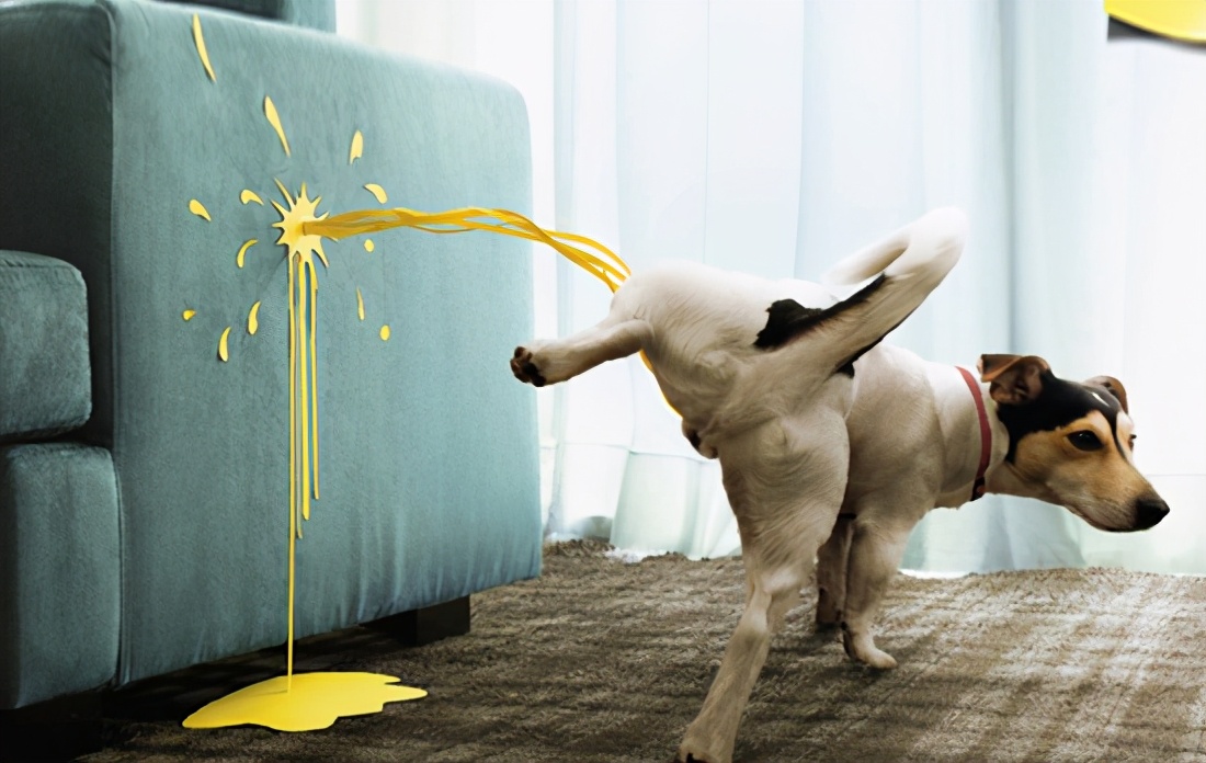 狗狗尿液颜色红褐色是什么原因,狗狗吃了火龙果尿液发红正常吗