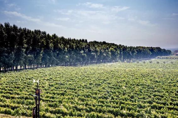 怀来有名的酒庄,怀来桑干河太阳酒庄