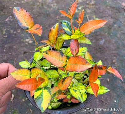 花叶络石要想叶更“花”，养护需要做好这几点，否则花叶变绿叶