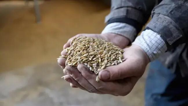 燕麦奶十大名牌排名,燕麦奶排行榜前十名