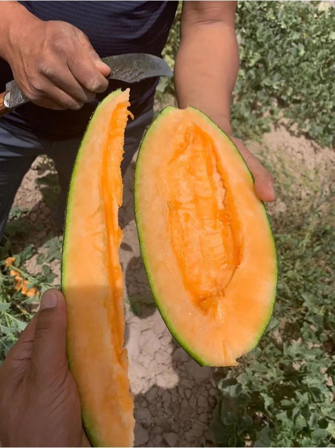 鐤嗘柊鏂囧寲,鏂扮枂浼藉笀鍘夸冀甯堢摐浠锋牸