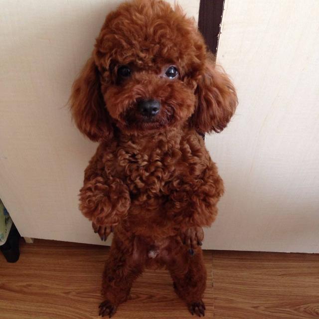 训练泰迪，需要清楚这些事，对你有好处