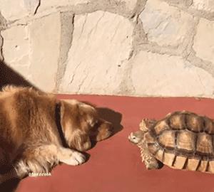 主*欲人**养大王八，金毛一脸不悦：这玩意怎么相处？