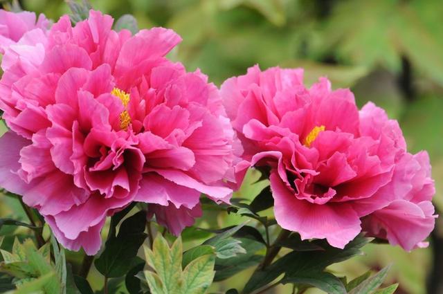 十大名花排名哪种花排名第一,水仙花是我国的十大名花之一